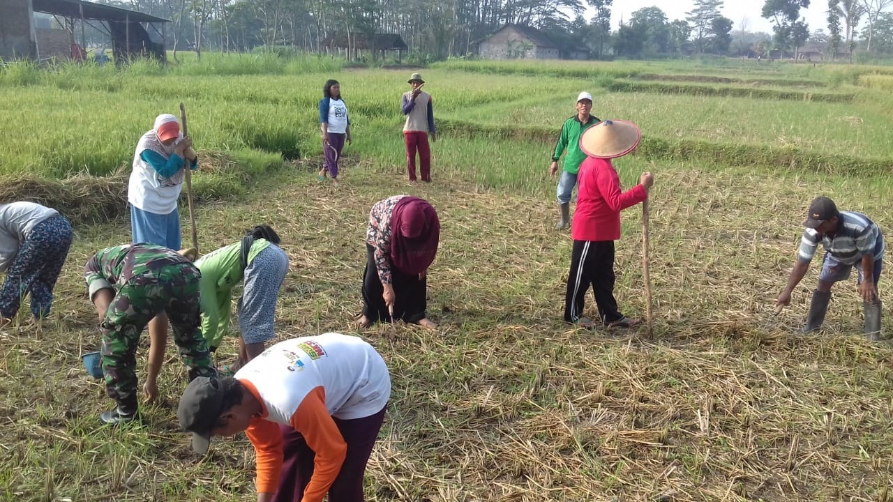 Motivasi Petani Mojosongo Babinsa Bantu Tanam Jagung, Rabu (23/02/2022), (V24/Rudi)