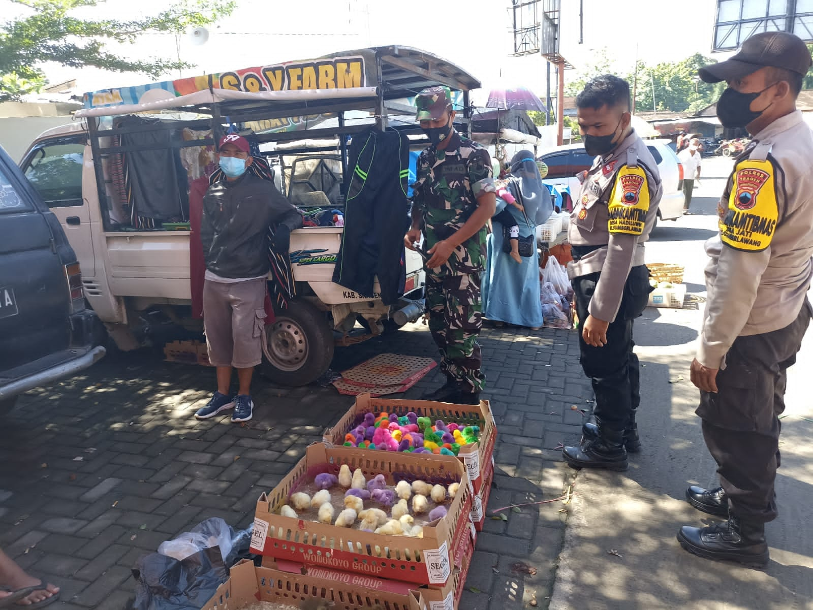 Petugas Prokes Memperhatikan Anak Ayam yang Berwarna-warni, Kamis (17/03/22), (V24/Amir)