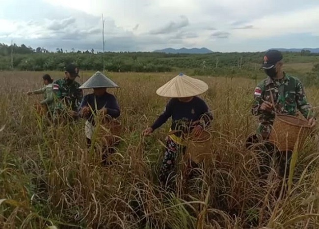 Satgas Membantu Petani Memanen Padi, Sabtu (02/04/2022), (V24/AL)