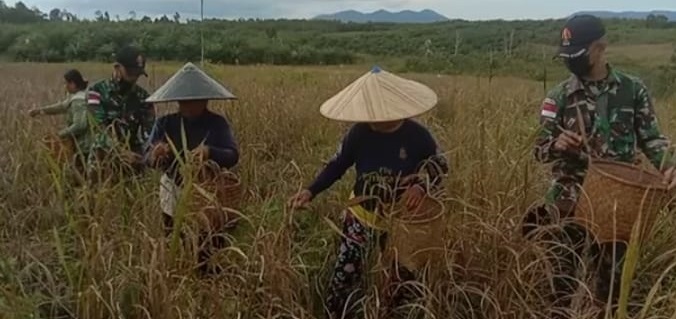 Babinsa Membantu Petani Memanen Padi, Sabtu (02/04/2022), (V24/AL)