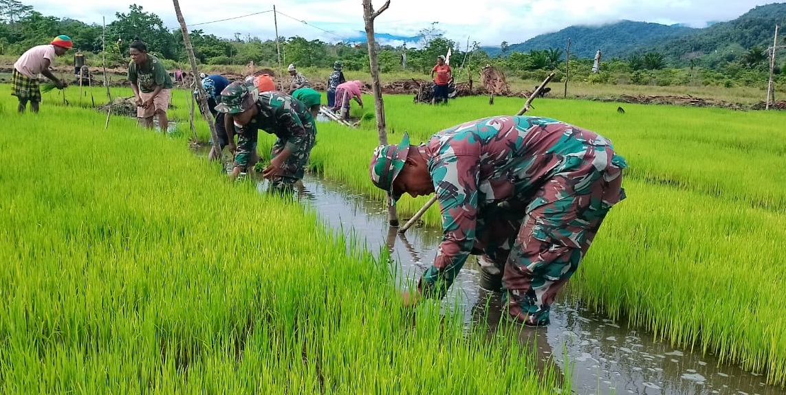 Padi Dipanen di Sawah Pak Abet, Rabu (06/04/2022), (V24/AL)