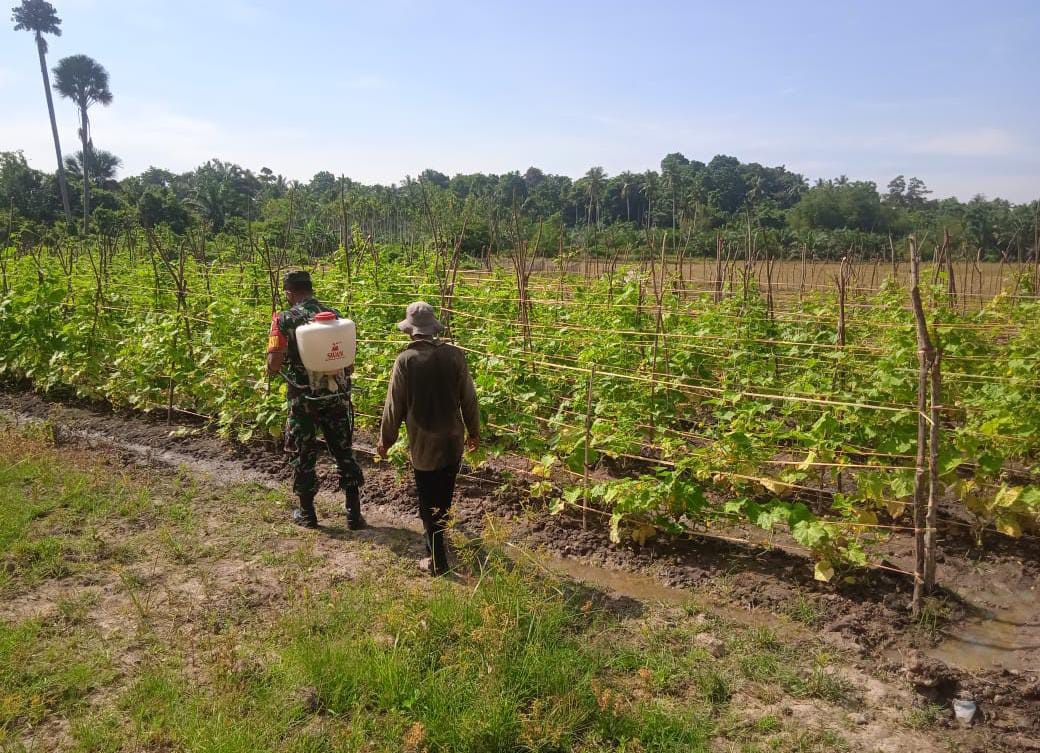 Kebun Mentimun Milik Muslim (53) yang Berlokasi di Desa Seuneubok Simpang, Rabu (20/04/2022), (Foto: V24/AL)