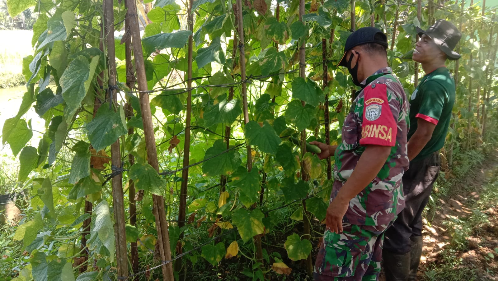 Lahan Seluas 2 Rante Dijadikan Lokasi Tanaman Timun, Senin (24/04/2022), (Foto: V24/AL)