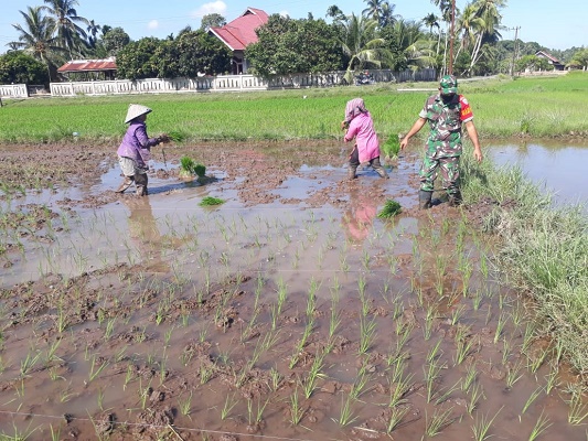 Babinsa Koramil 15/Plkb Membantu Petani untuk Menanam Padi dalam Semangat Bulan Puasa