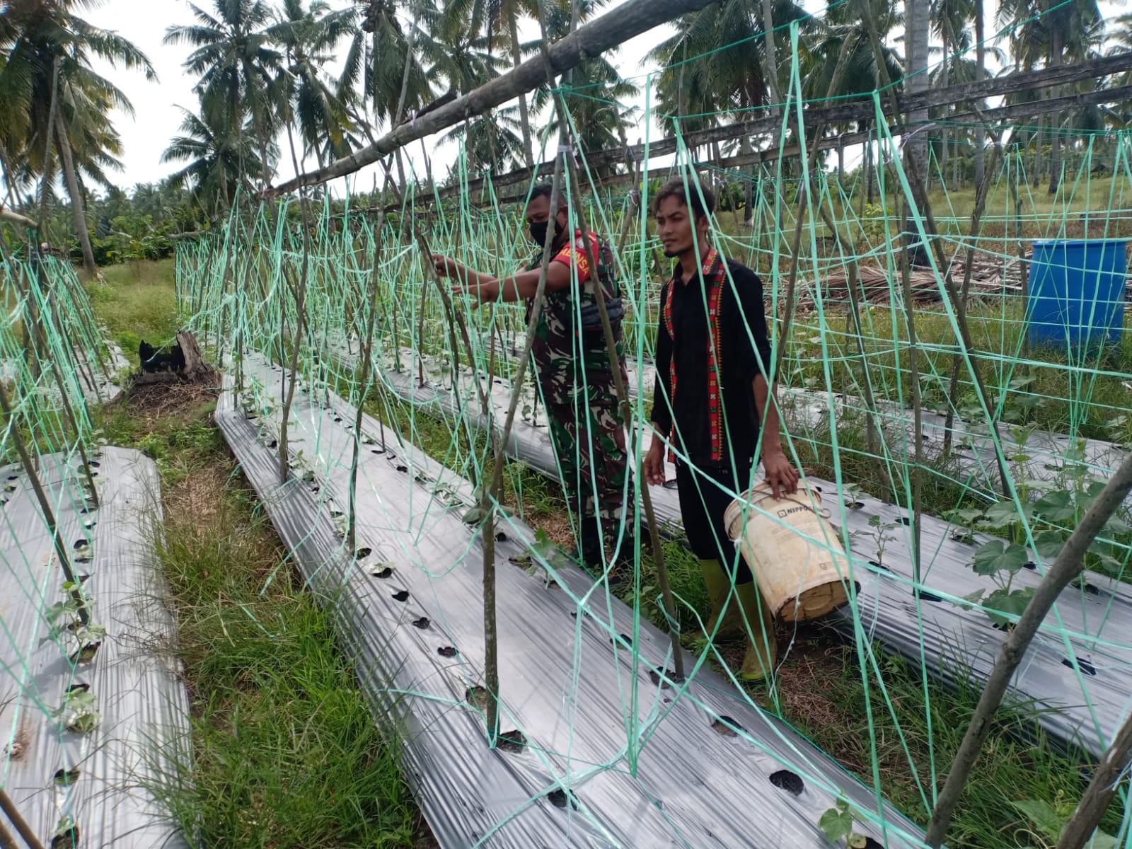 Kodim 0104/Aceh Timur Melakukan Komsos Dengan Membantu Mengecek Perkembangan Bibit, Minggu (15/05/2022), (Foto: V24/AL)