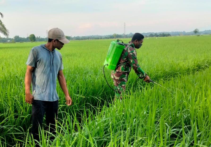 Sertu Lilik Irawan Lakukan Pendampingan Penyemprotan Hama Tanaman Padi, Minggu (22/05/2022), (Foto: V24/AL)